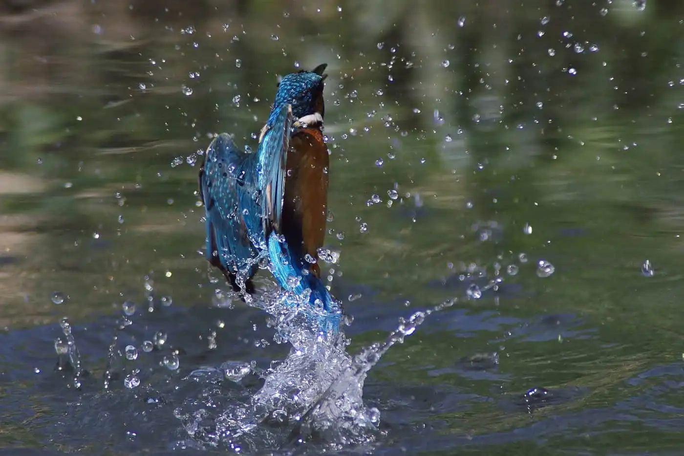 野鳥飛び込みシーン・カワセミのダイブ写真画像