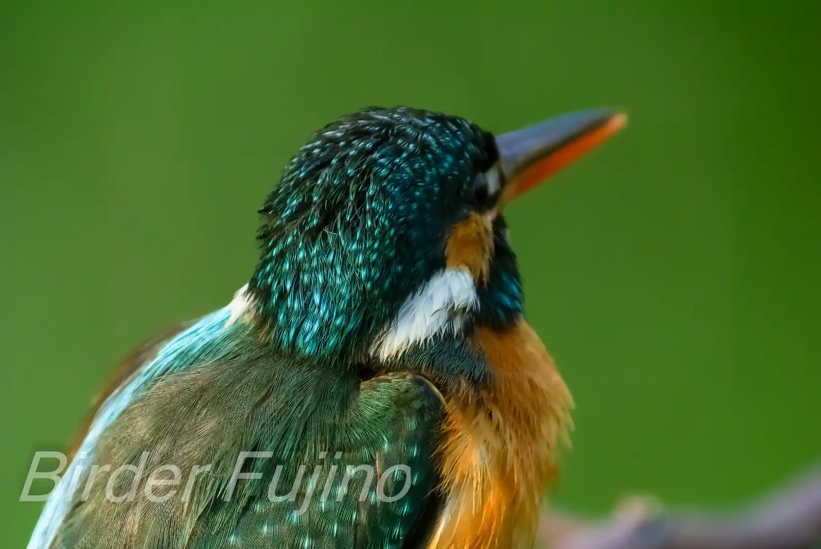 天体望遠鏡BORGで撮影した野鳥・カワセミの写真画像