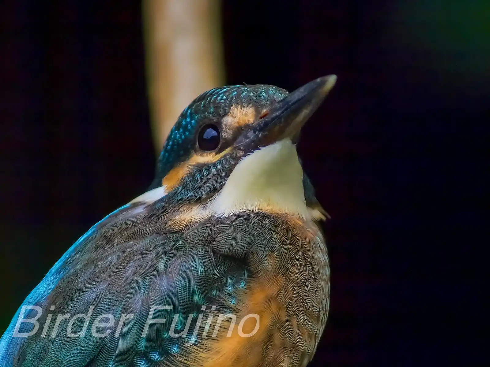 天体望遠鏡BORGで撮影した野鳥・カワセミ幼鳥のバストアップ写真画像