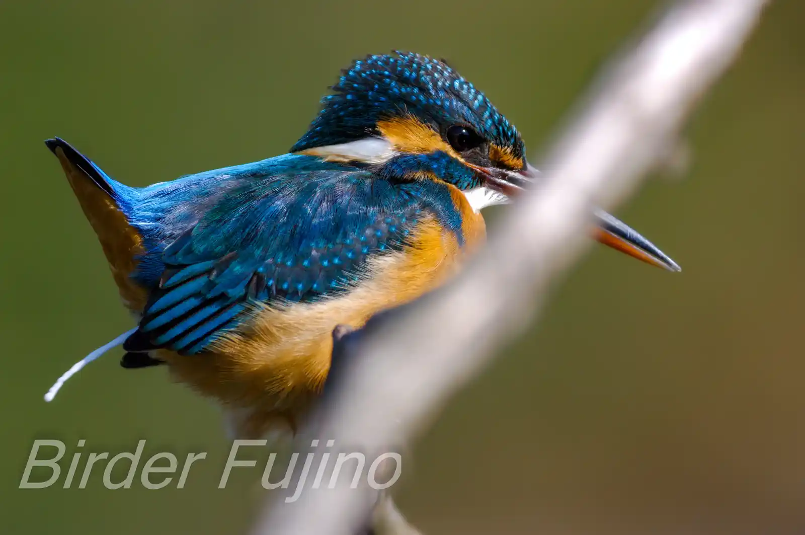 野鳥・カワセミが糞をした瞬間の写真画像