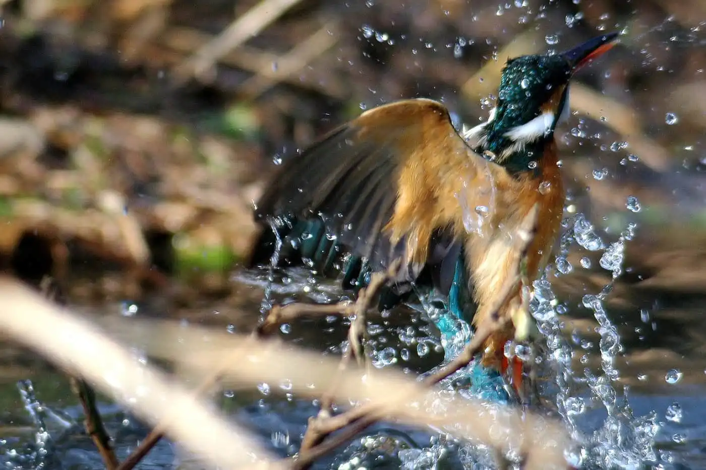 野鳥飛び込みシーン・カワセミのダイブ写真画像