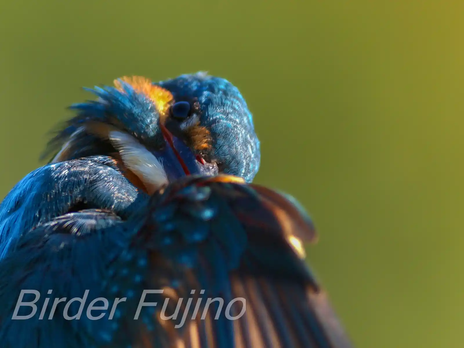 天体望遠鏡BORGで撮影した野鳥・カワセミのバストアップの羽繕いシーンの写真画像