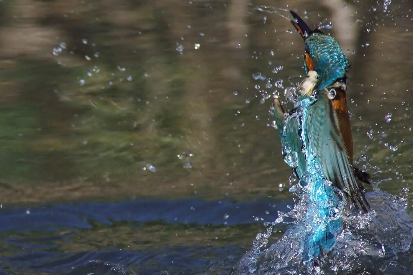 野鳥飛び込みシーン・カワセミのダイブ写真画像