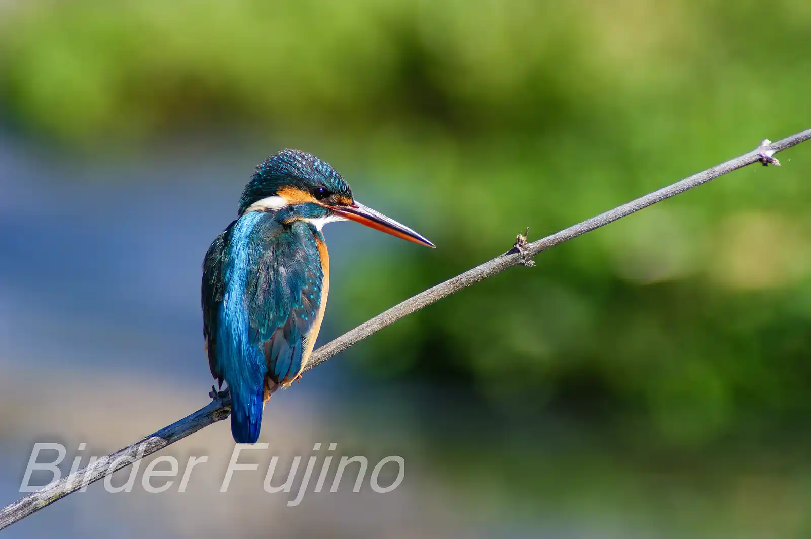 野鳥・カワセミの写真画像