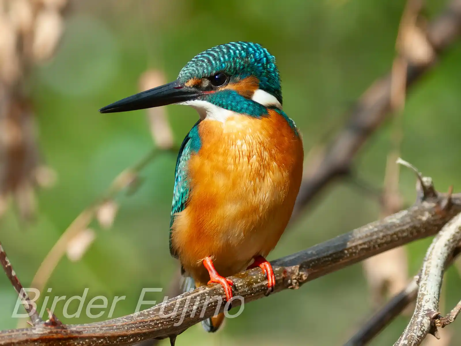 野鳥・カワセミの写真画像