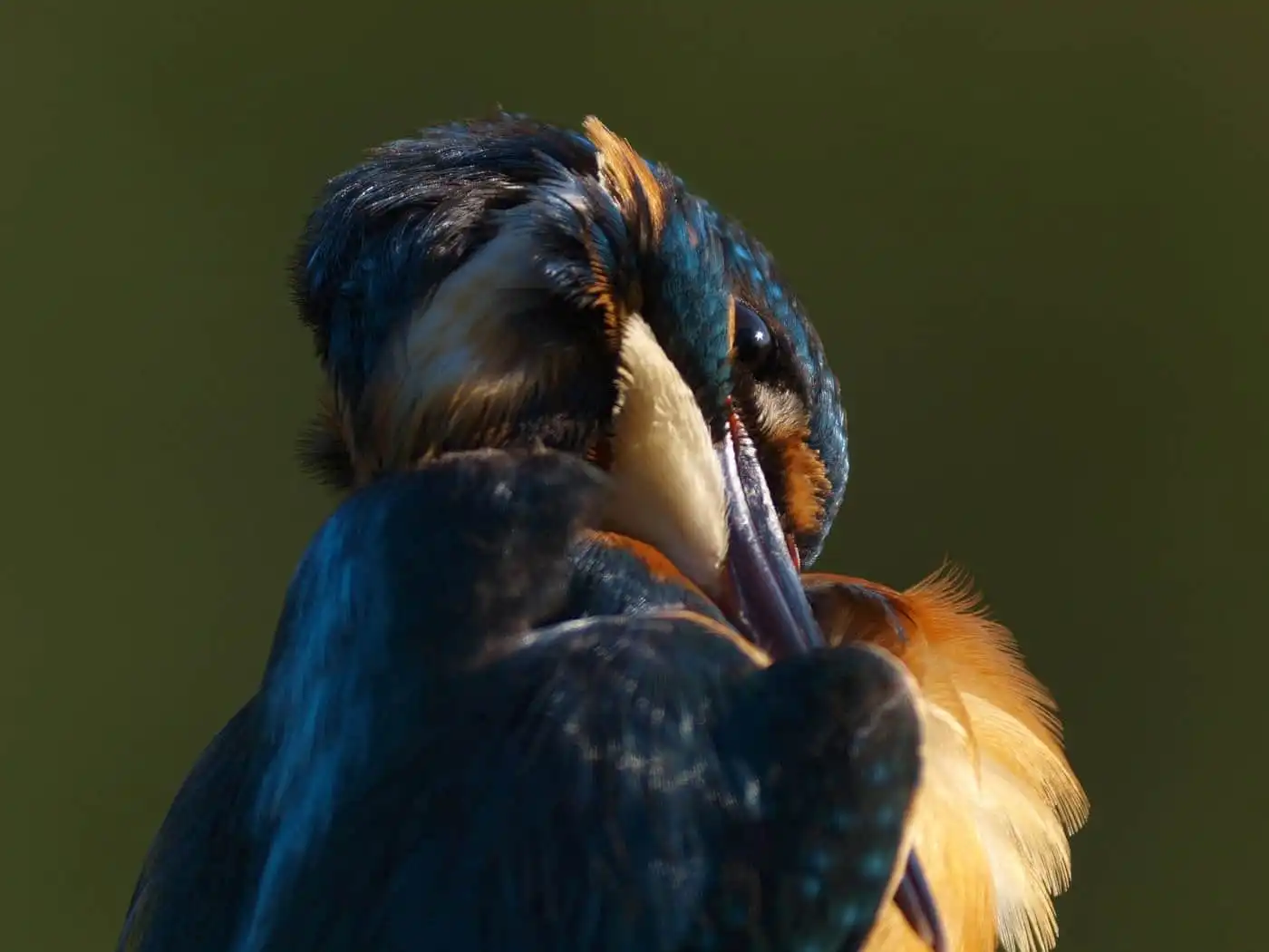 天体望遠鏡BORGで撮影した野鳥・カワセミのバストアップの羽繕いシーンの写真画像