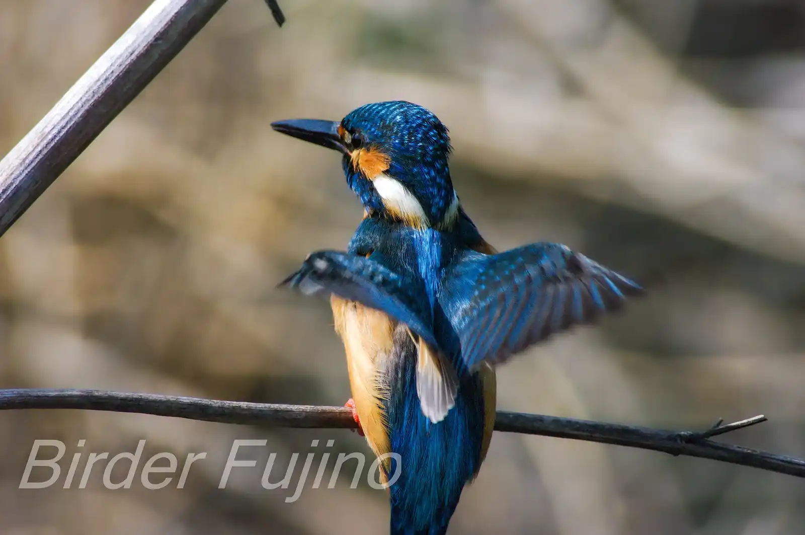 野鳥・カワセミの写真画像