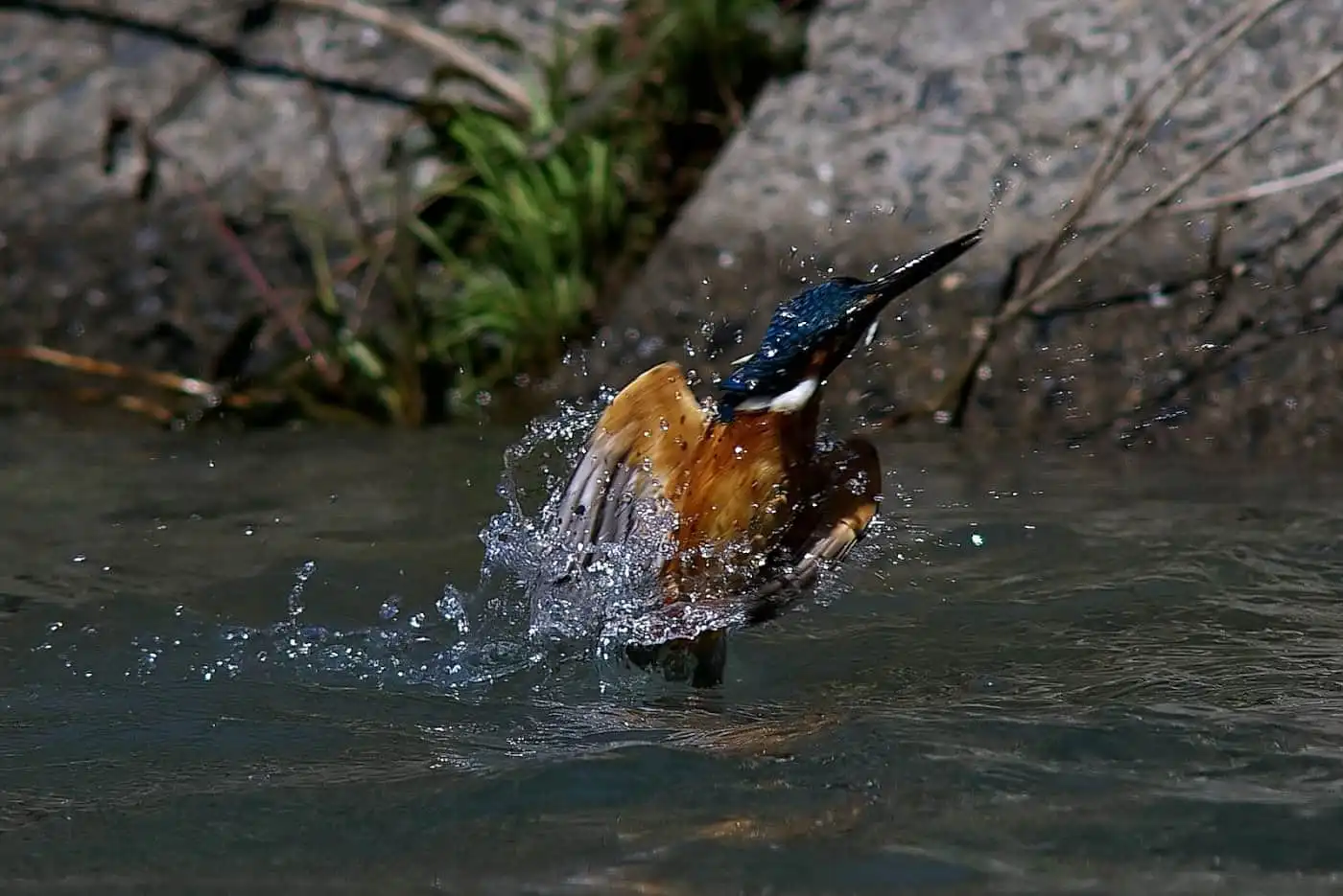 野鳥飛び込みシーン・カワセミのダイブ写真画像