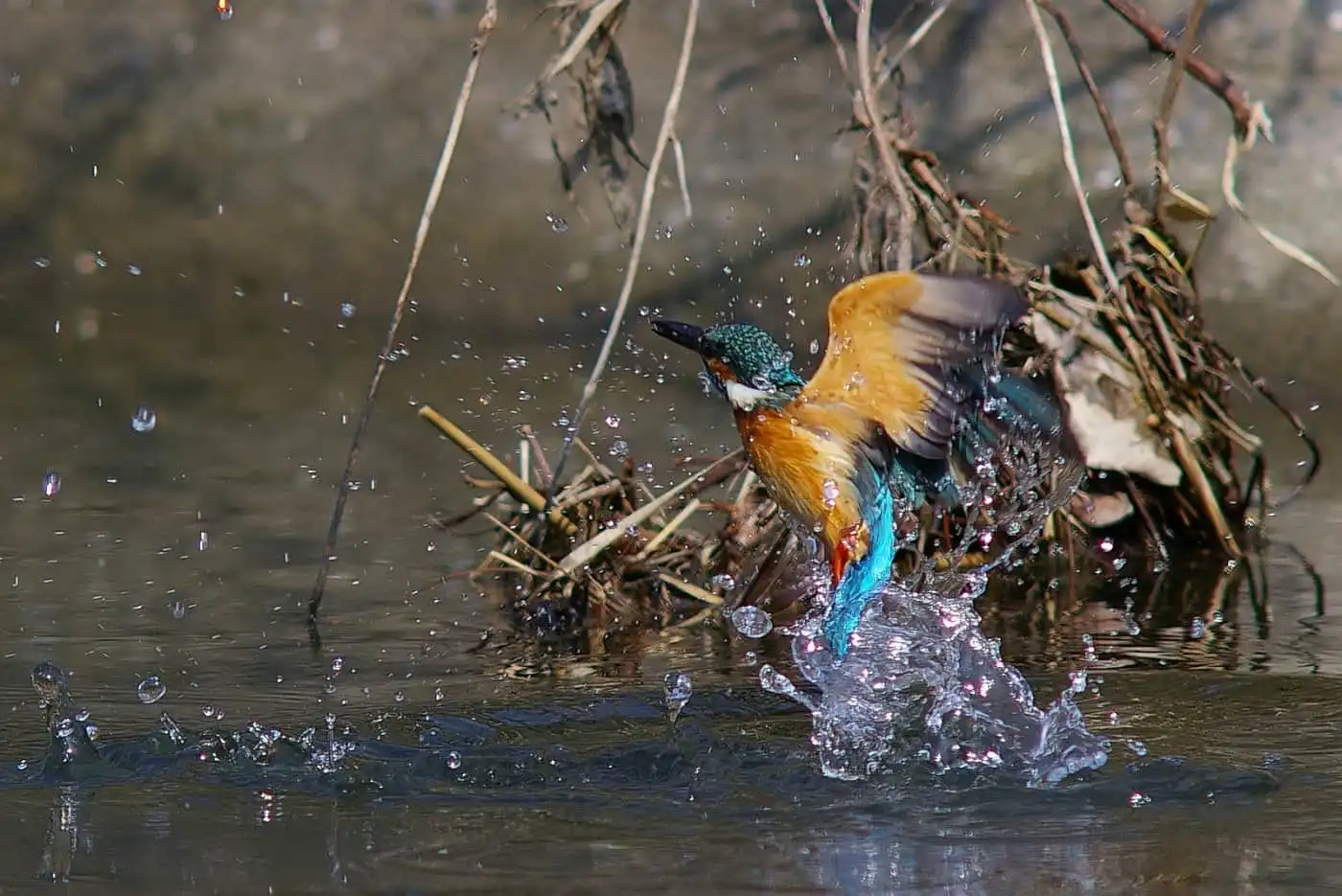 野鳥飛び込みシーン・カワセミのダイブ写真画像