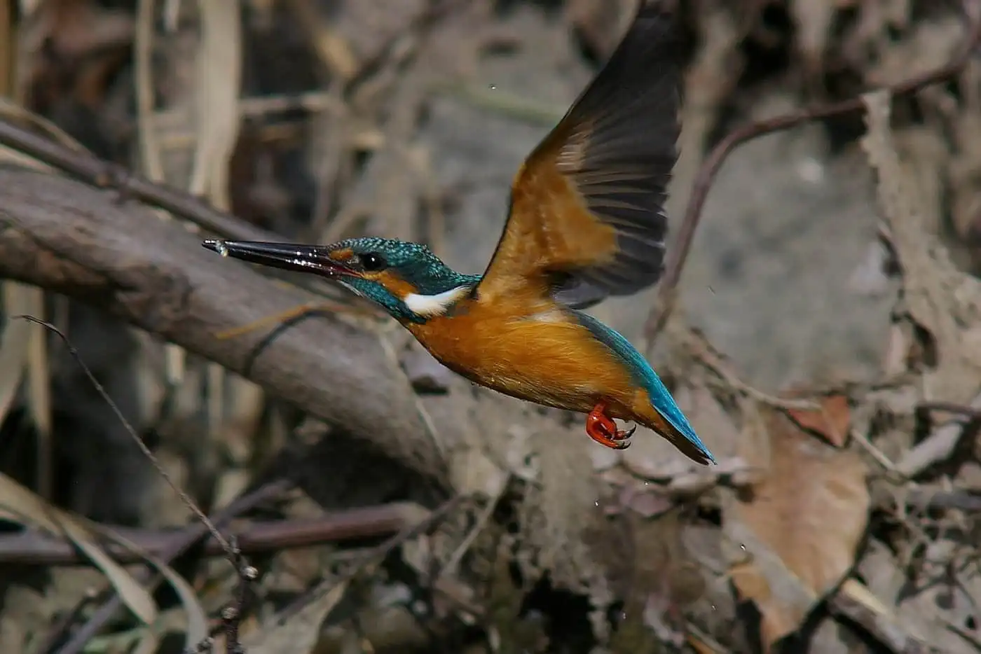 野鳥飛び込みシーン・カワセミのダイブ写真画像