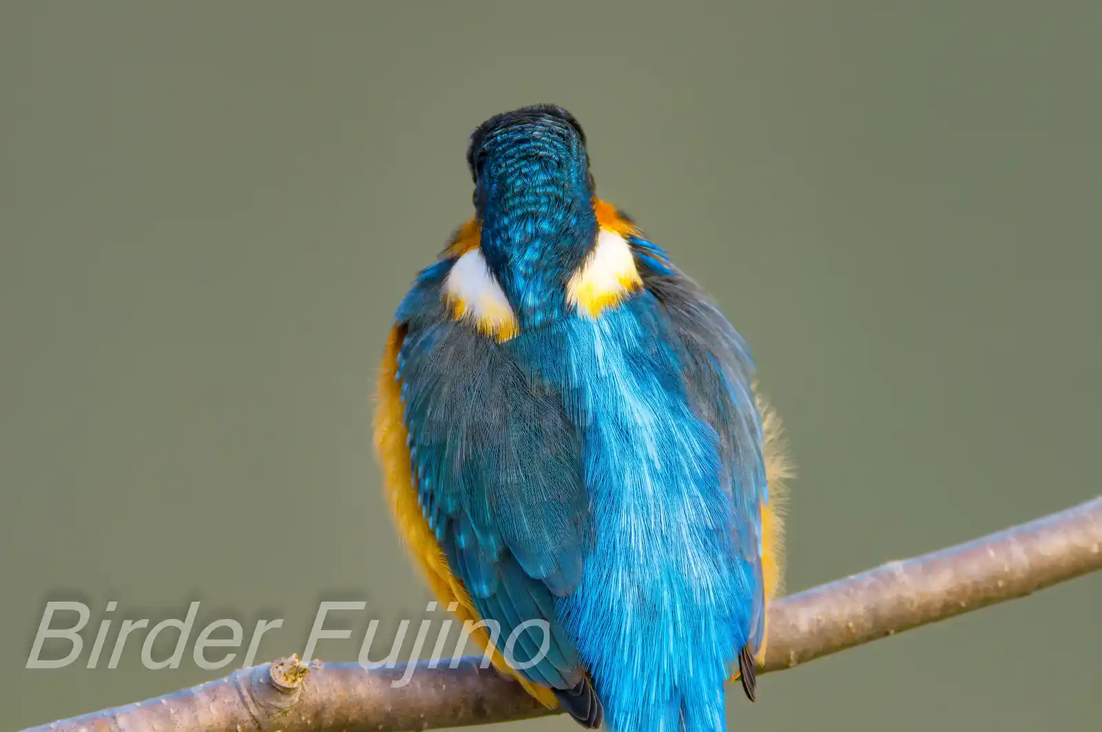 AFボーグ BORG71FLで撮影した野鳥・カワセミの高解像写真画像