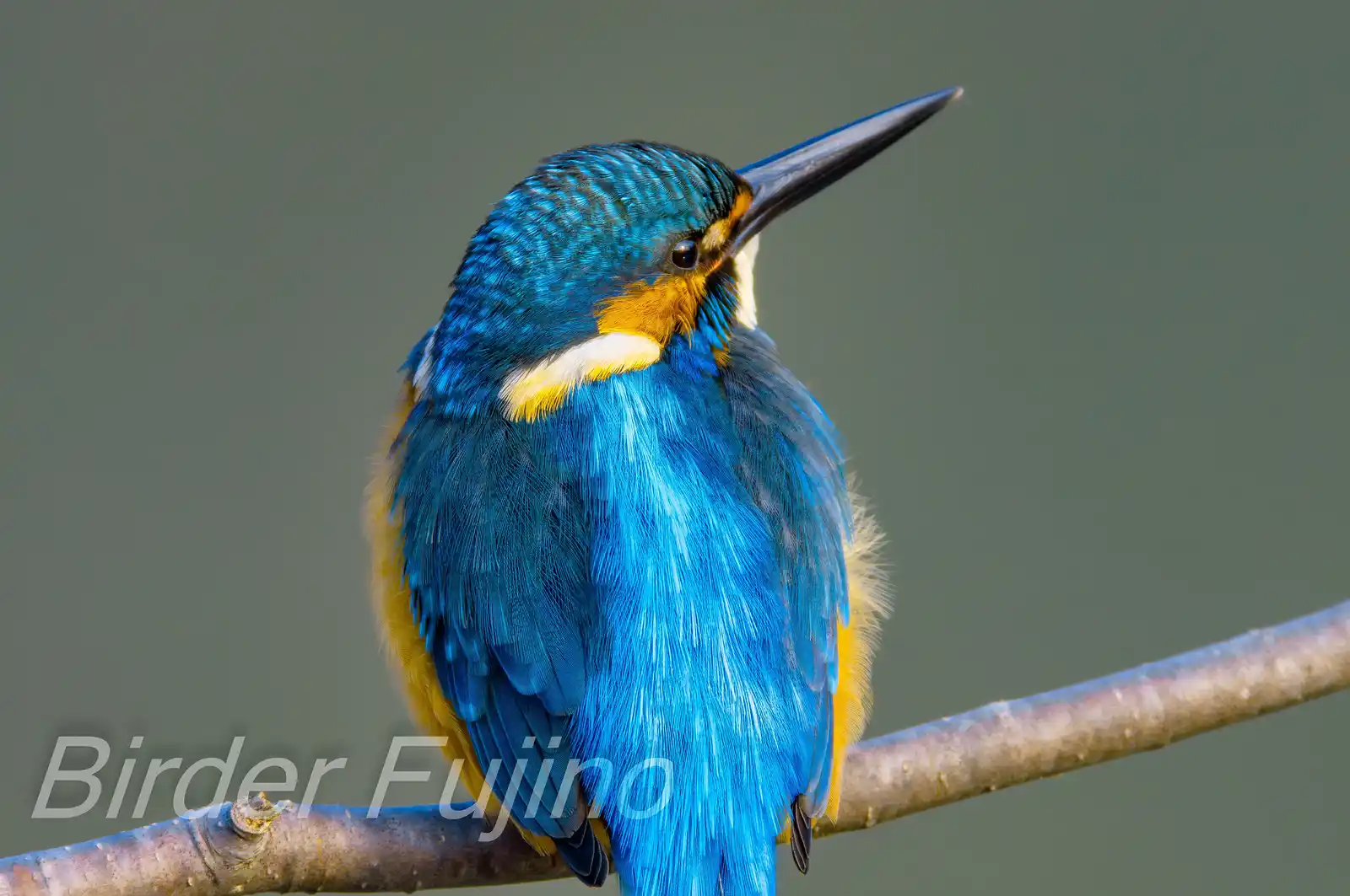 AFボーグ BORG71FLで撮影した野鳥・カワセミの高解像写真画像