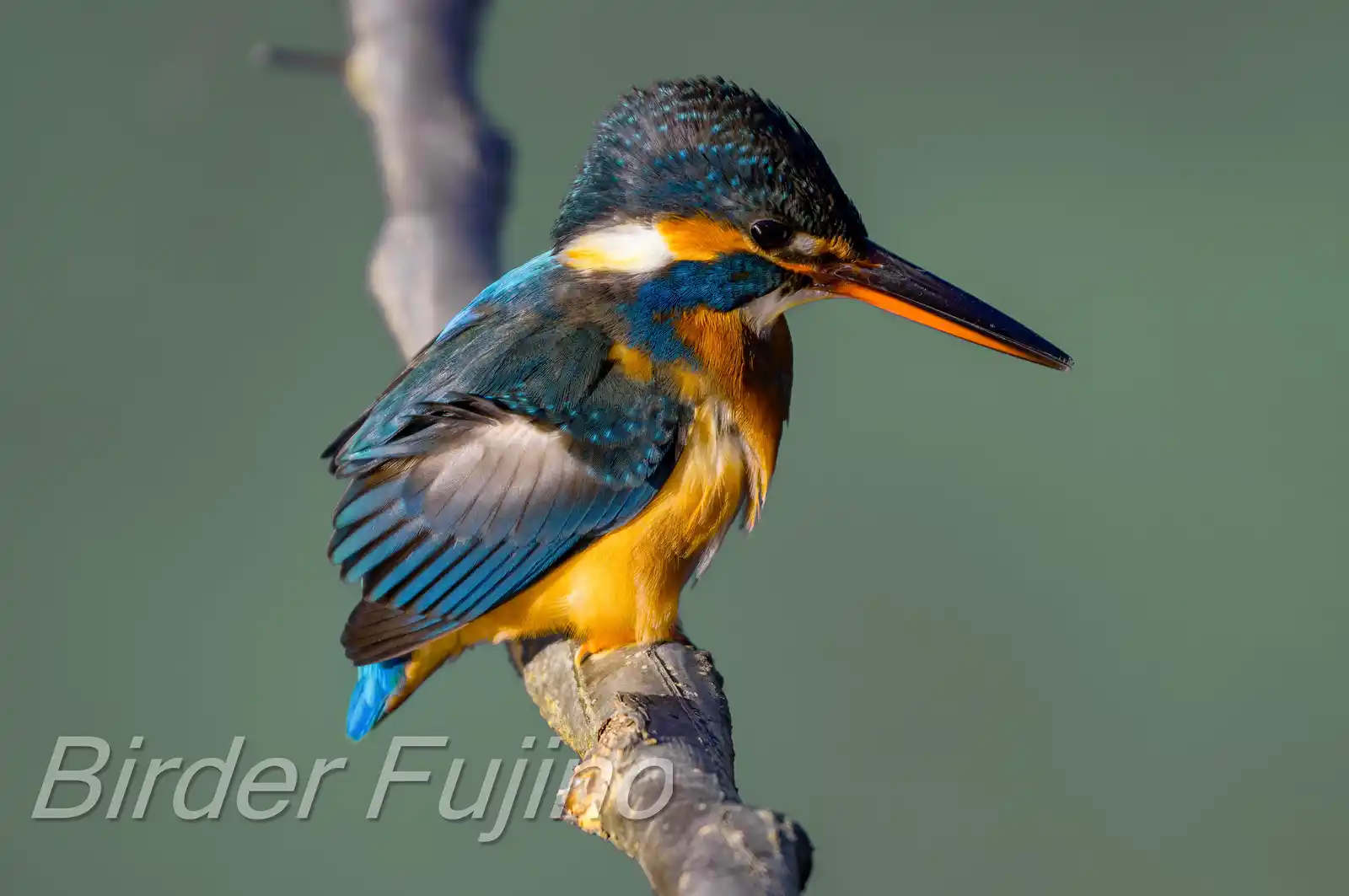 野鳥・カワセミの高解像写真画像