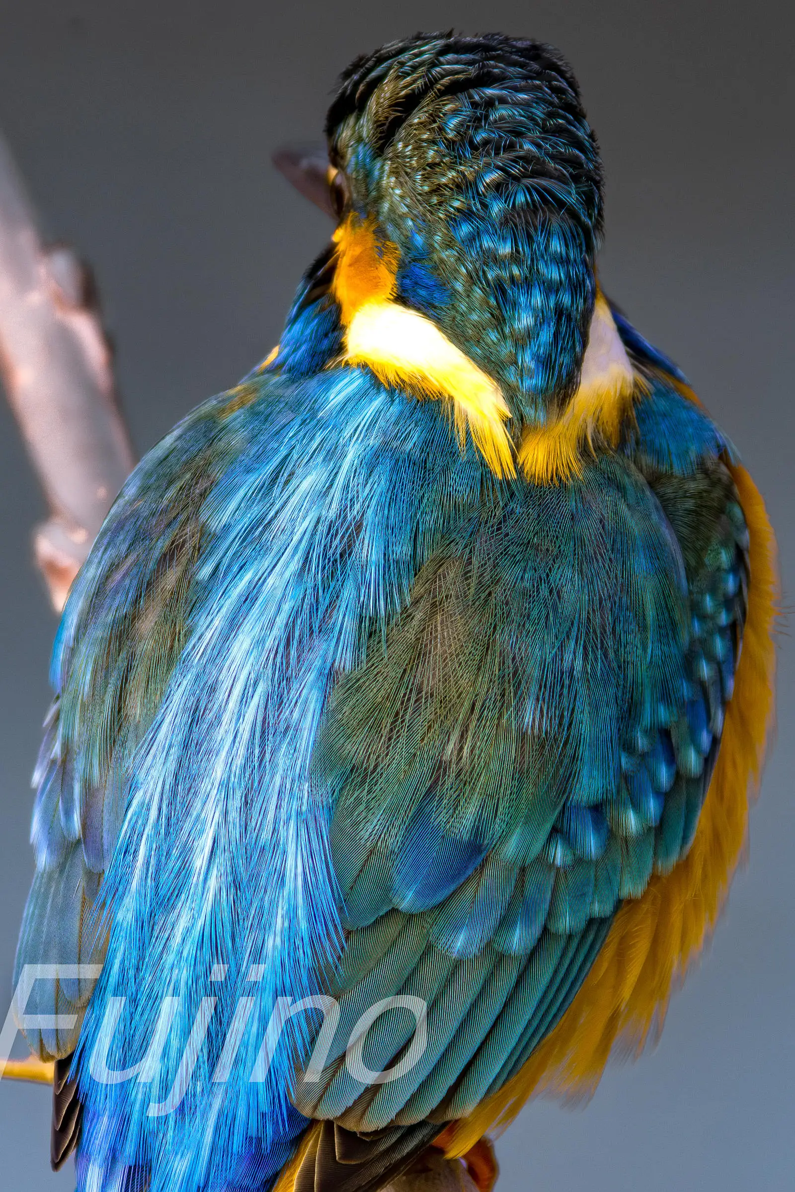 AFボーグ BORG90FLで撮影した野鳥・カワセミの高解像写真画像