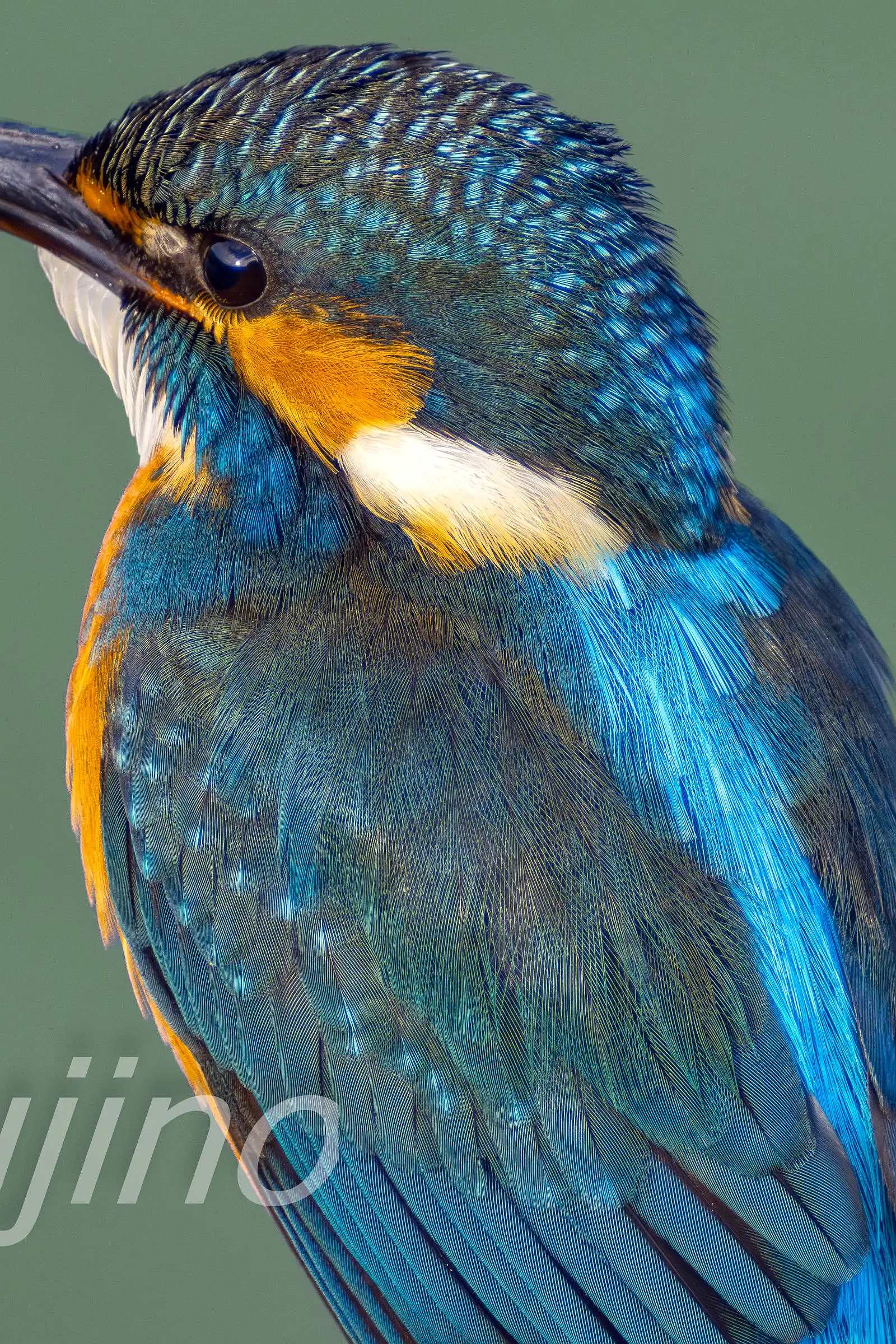 CAPRI-80EDで撮影した野鳥・カワセミの高解像ドアップ写真画像