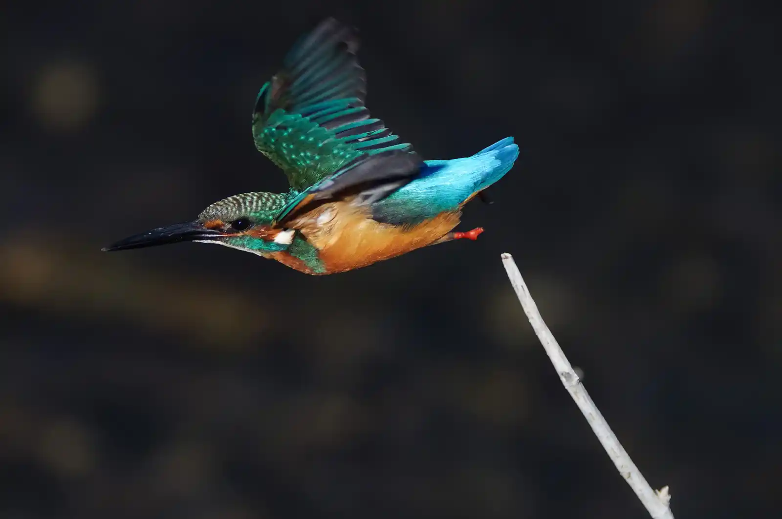 野鳥・カワセミ飛び出しシーンの写真画像