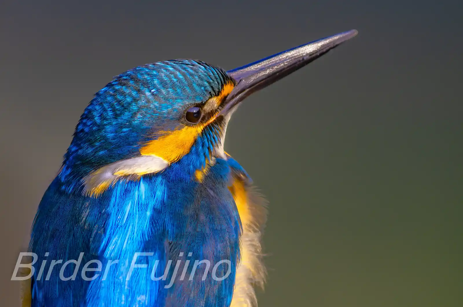 野鳥・早朝のカワセミの写真画像