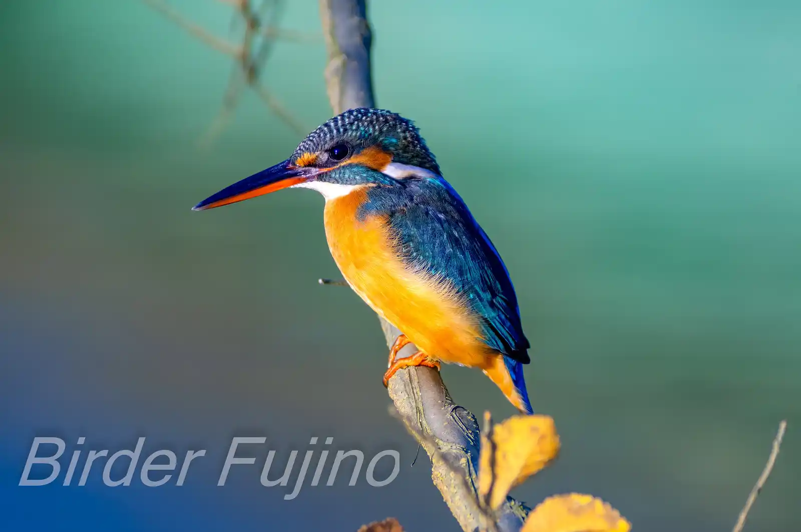 天体望遠鏡BORGで撮影した野鳥・カワセミの写真画像
