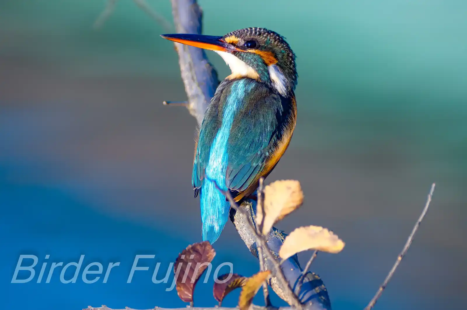 野鳥・朝日を浴びたカワセミの写真画像