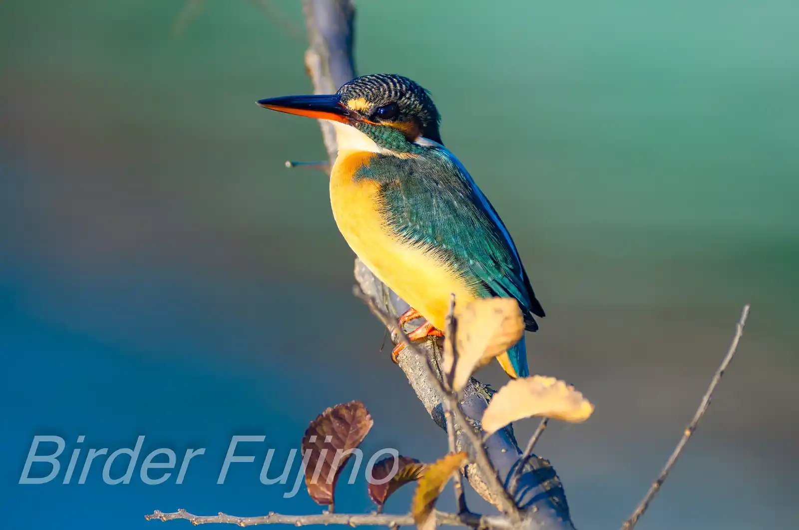 野鳥・朝日を浴びたカワセミの写真画像