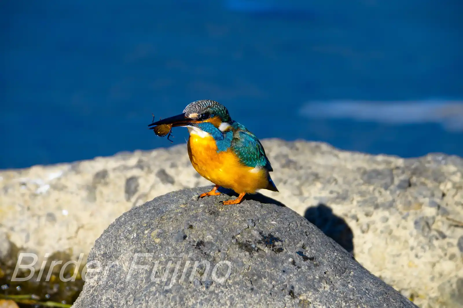 AFボーグ BORG90FLで撮影した水生昆虫を食べる野鳥・カワセミの写真画像