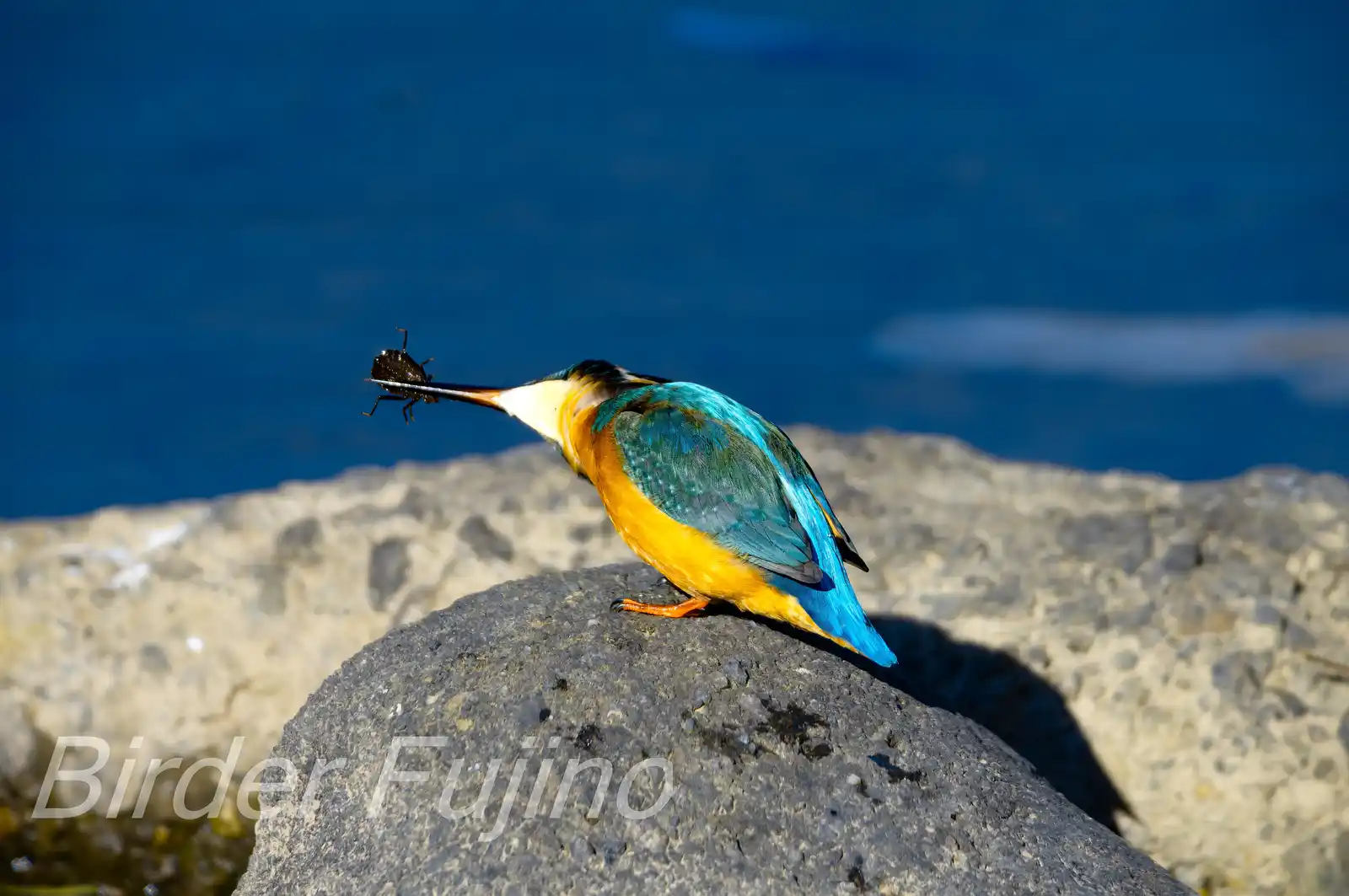 AFボーグ BORG90FLで撮影した水生昆虫を食べる野鳥・カワセミの写真画像
