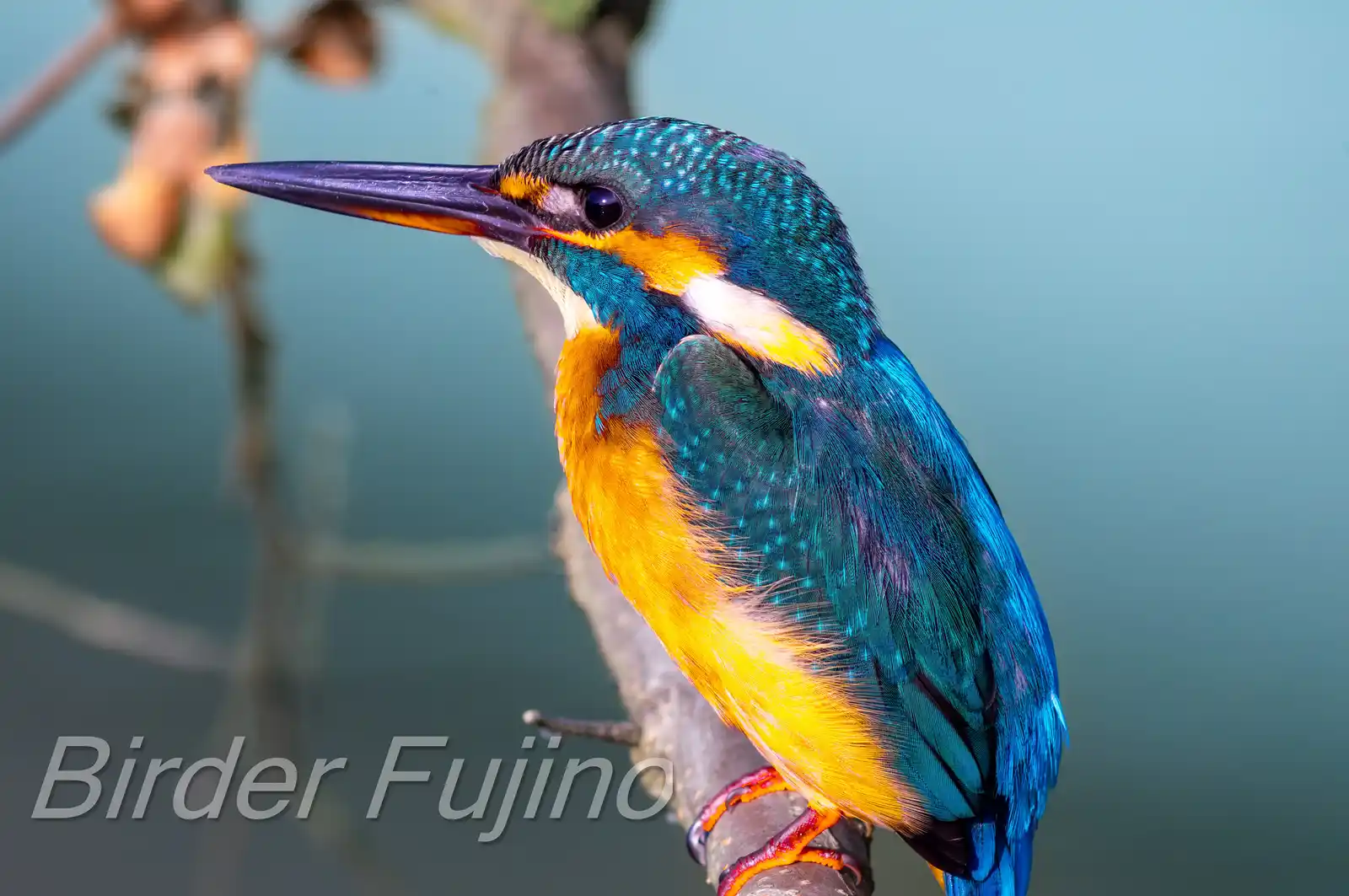 BORGで撮影した野鳥・カワセミの写真画像