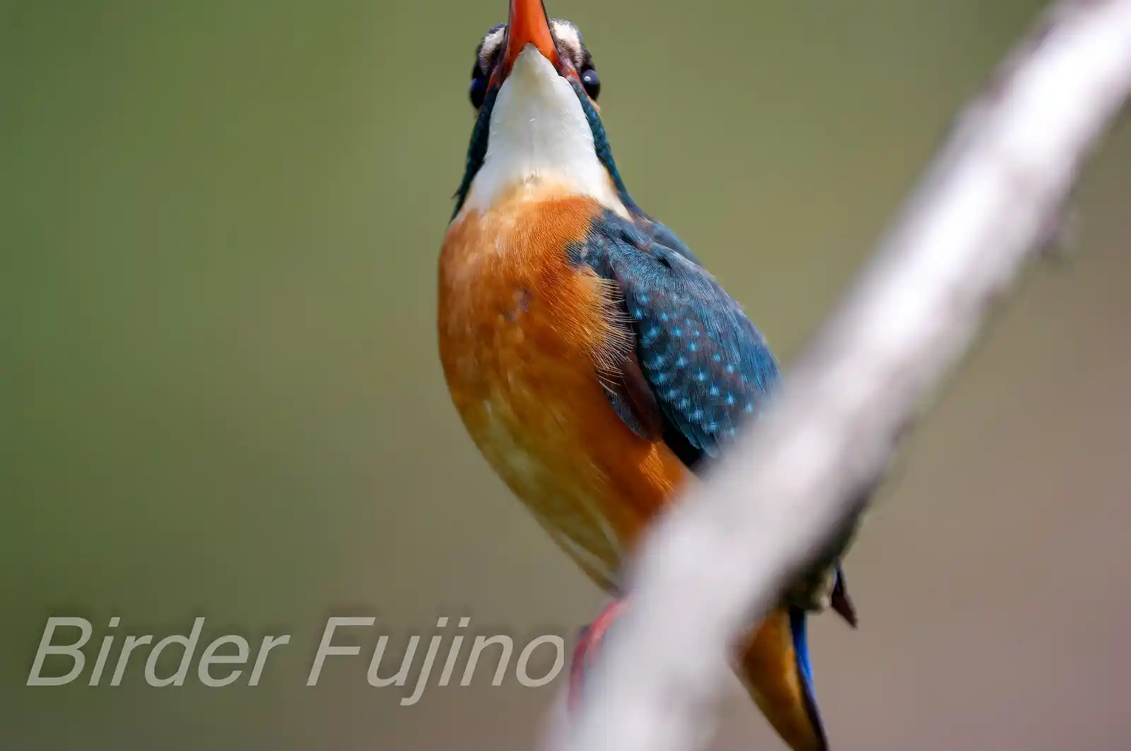 上空の敵を警戒する野鳥・カワセミの写真画像