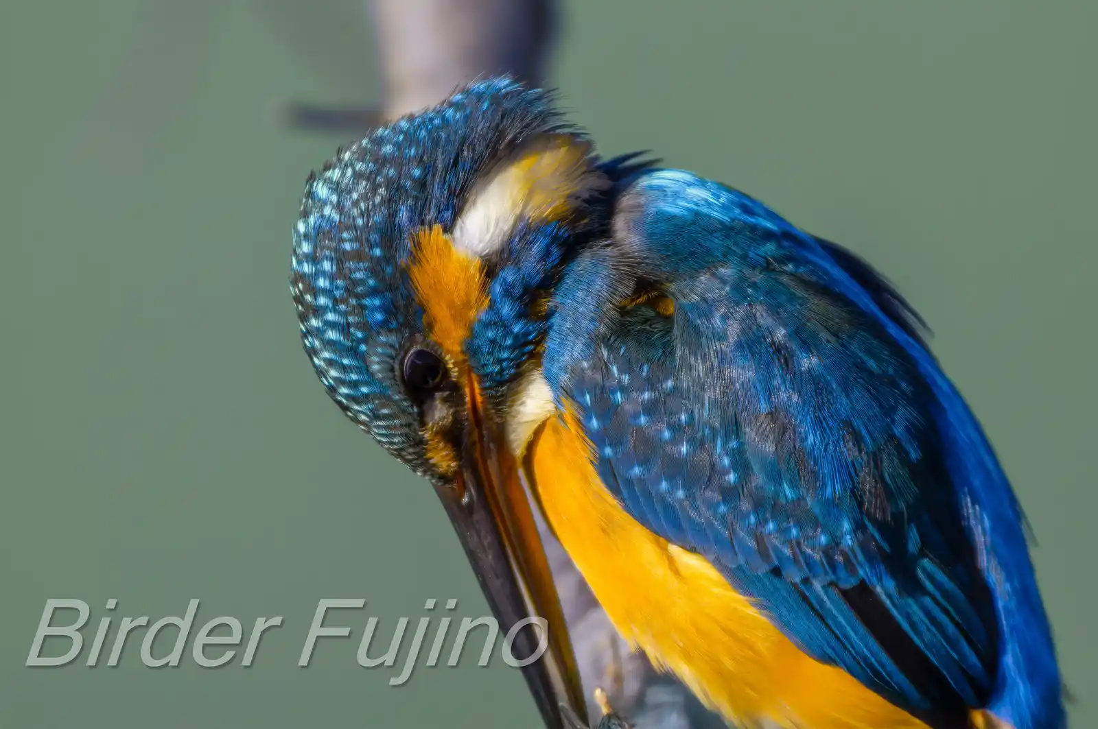 AFボーグ BORG71FLで撮影した野鳥・カワセミの高解像写真画像