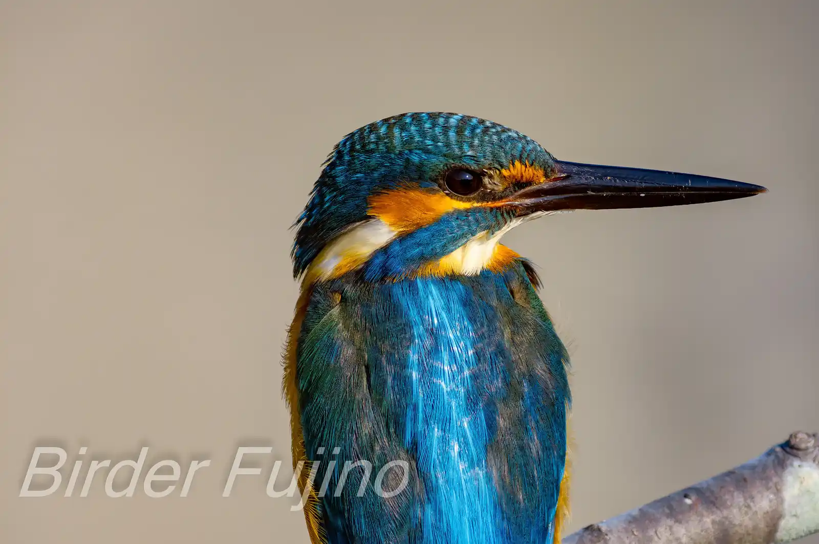 BORG89EDで撮影した野鳥・カワセミの白い羽毛の写真画像