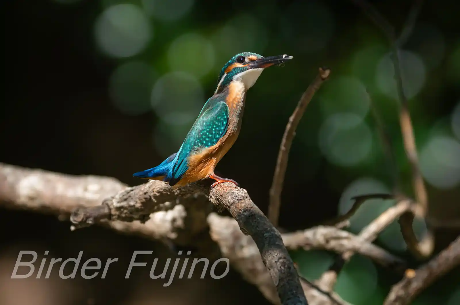 BORG90FLで撮影した野鳥・カワセミ幼鳥の写真画像