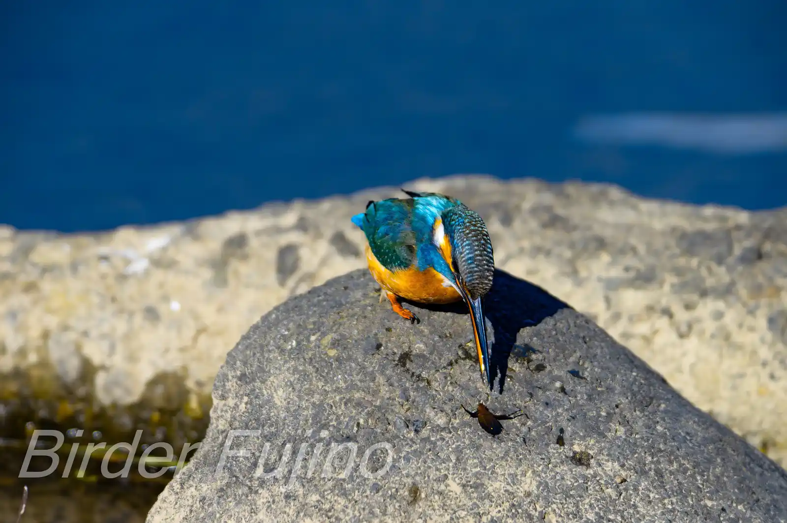 AFボーグ BORG90FLで撮影した落とした水生昆虫を拾う野鳥・カワセミの写真画像