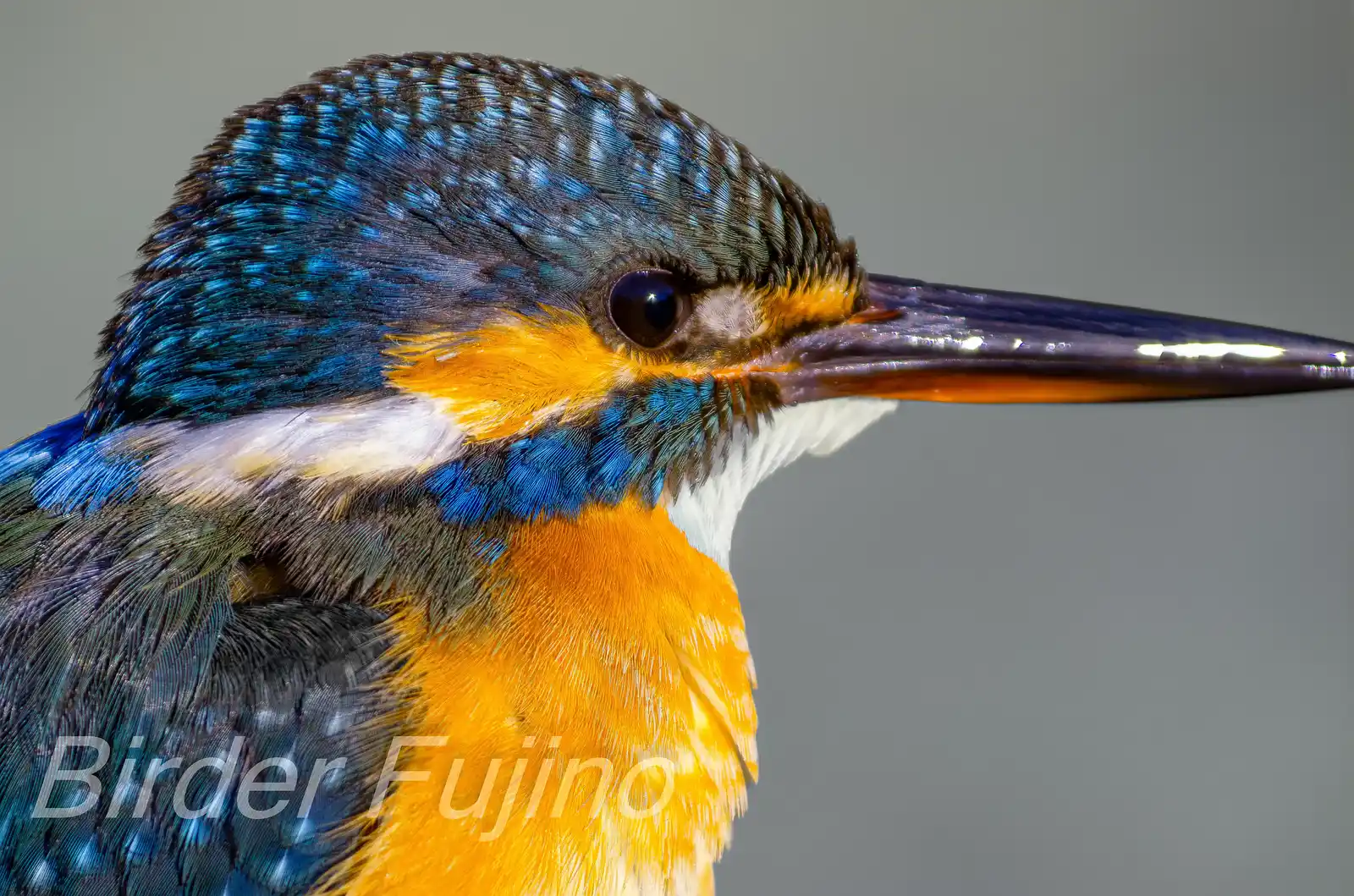野鳥・カワセミのトリミングドアップ写真画像