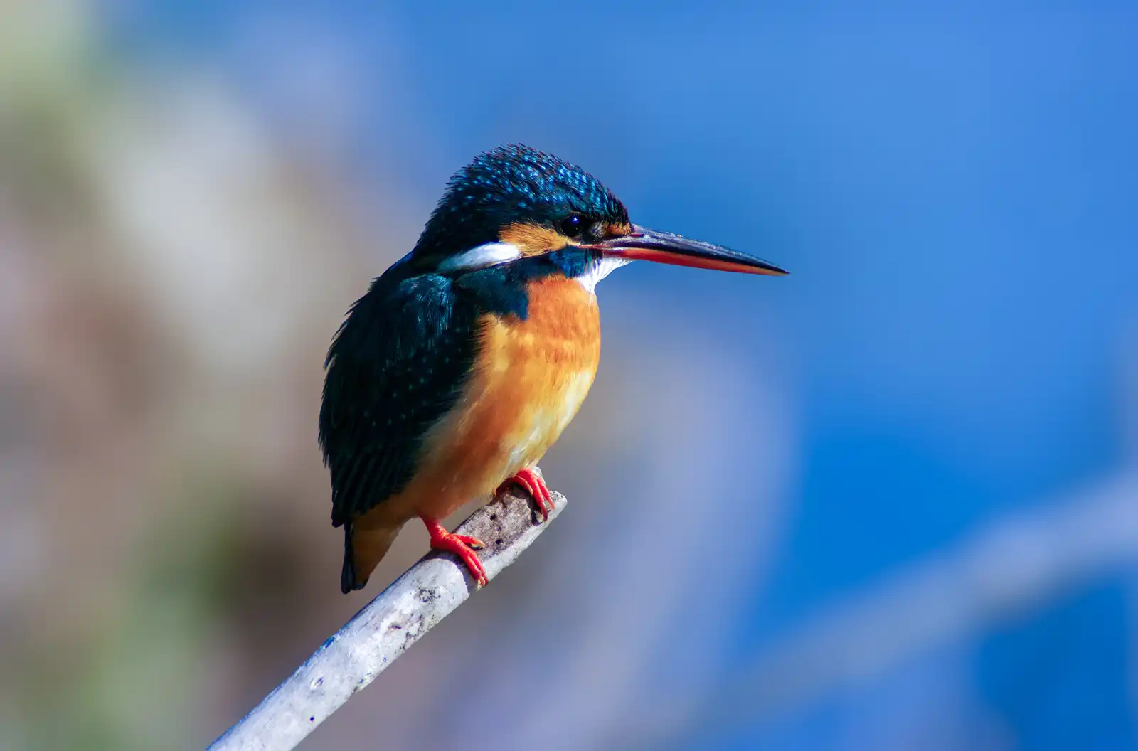 AFボーグ BORG71FLで撮影した野鳥・カワセミの飛翔写真画像