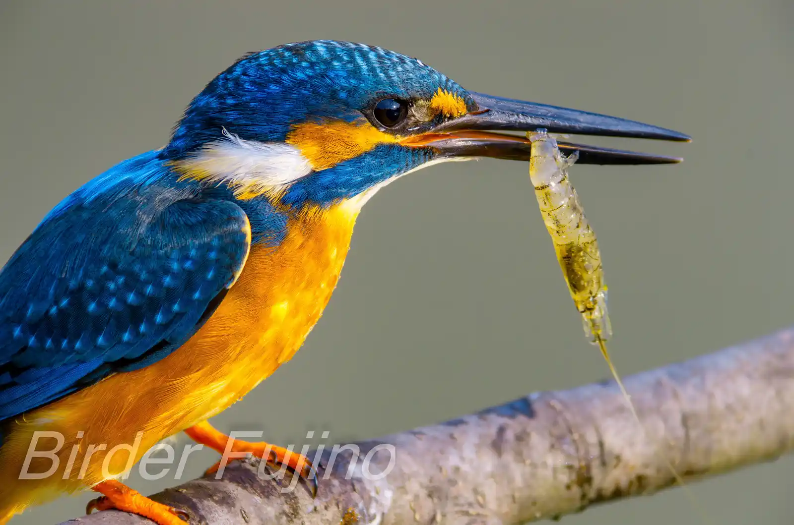 AFボーグ BORG71FLで撮影した野鳥・カワセミの飛翔写真画像