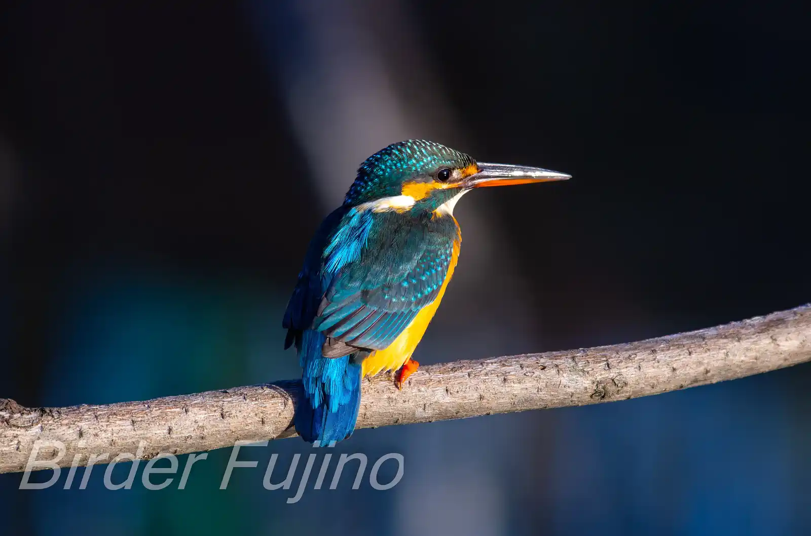 AFボーグ BORG71FLで撮影した野鳥・カワセミの飛翔写真画像
