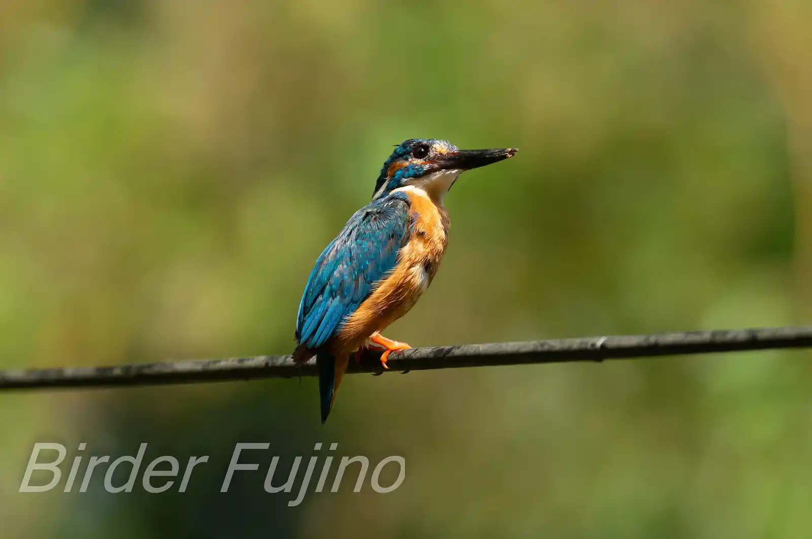 BORG90FLで撮影した野鳥・カワセミの写真画像