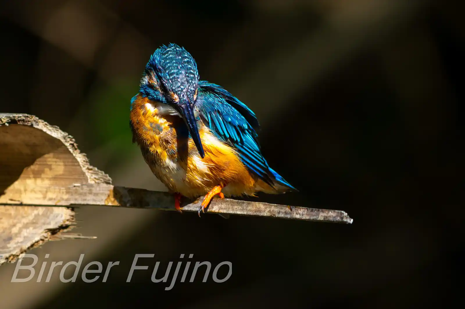 BORG89EDで撮影した野鳥・カワセミの高解像写真画像