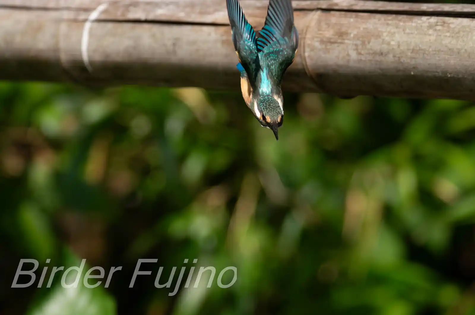 AFボーグ BORG71FLで撮影した野鳥・カワセミ飛び出しシーンの写真画像