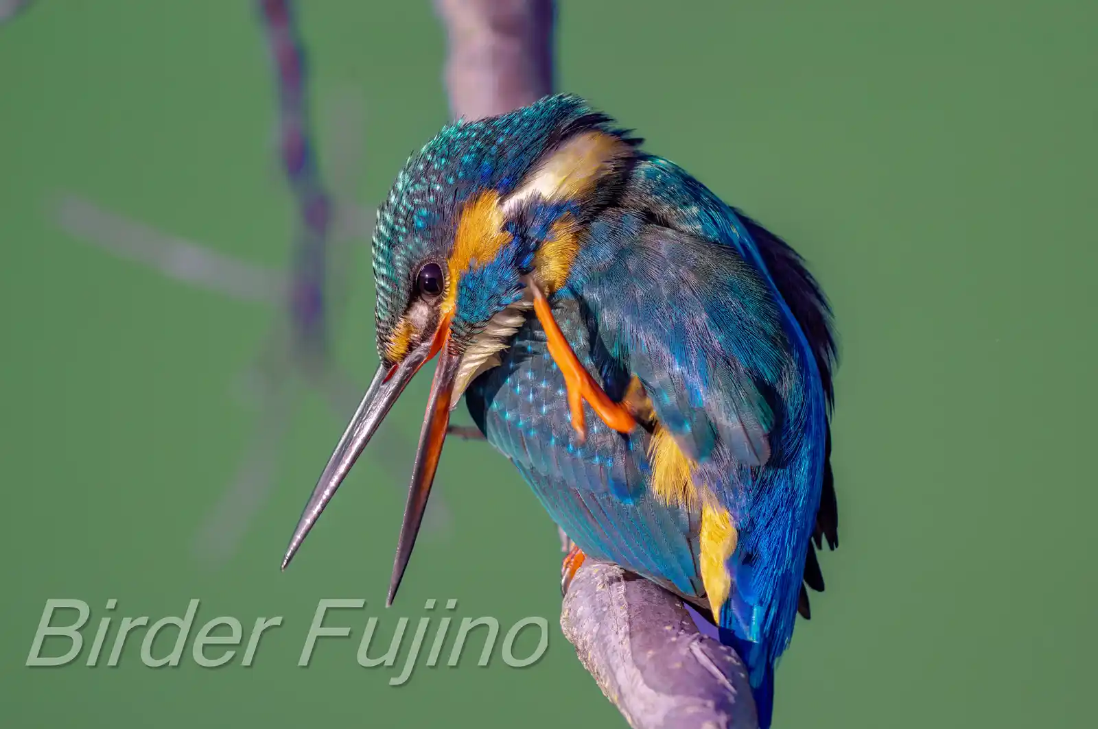 BORG89EDで撮影した野鳥・カワセミの高解像写真画像