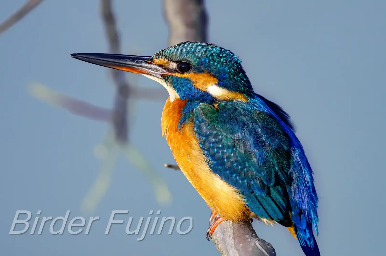 BORG89EDで撮影した野鳥・カワセミの高解像写真画像