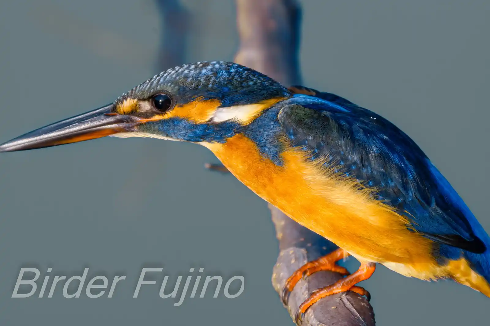 AFボーグ BORG90FLで撮影した野鳥・カワセミの高解像写真画像