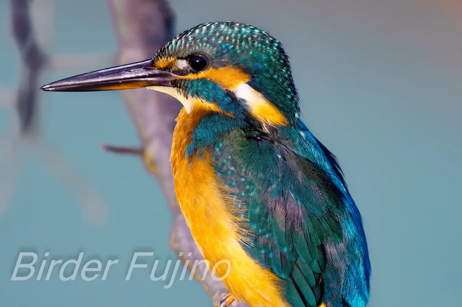 BORG89EDで撮影した野鳥・カワセミの生えかけの羽毛の写真画像