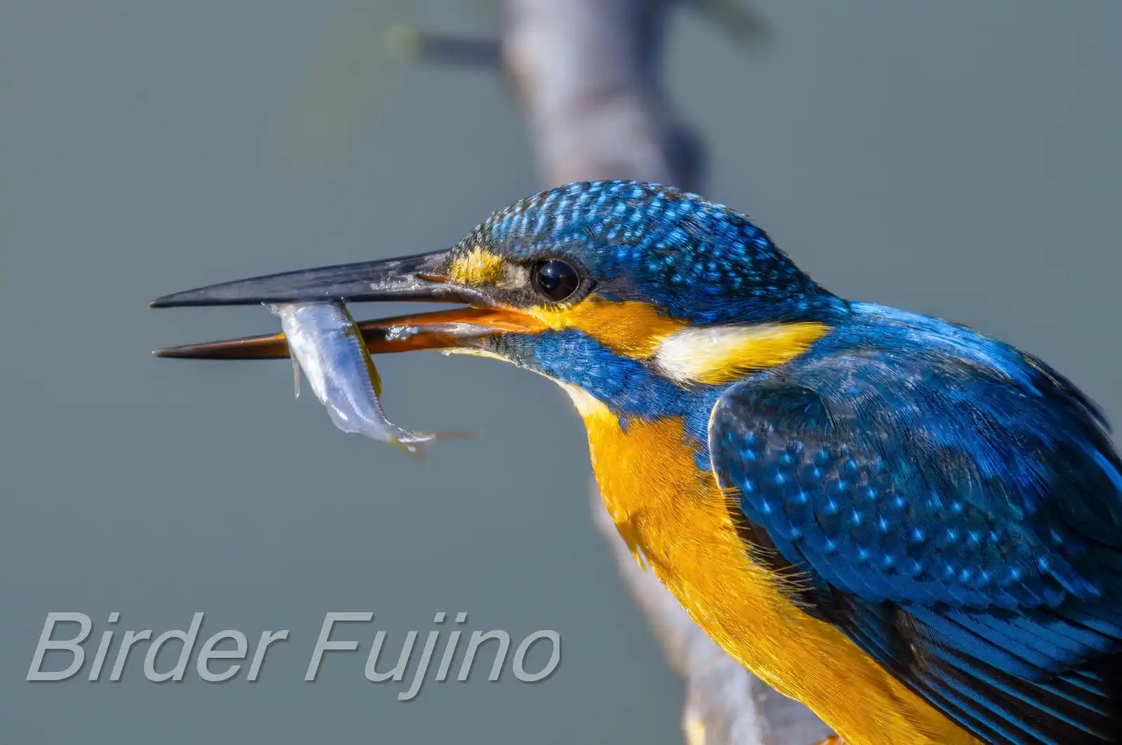 AFボーグ BORG90FLで撮影した野鳥・カワセミの高解像写真画像