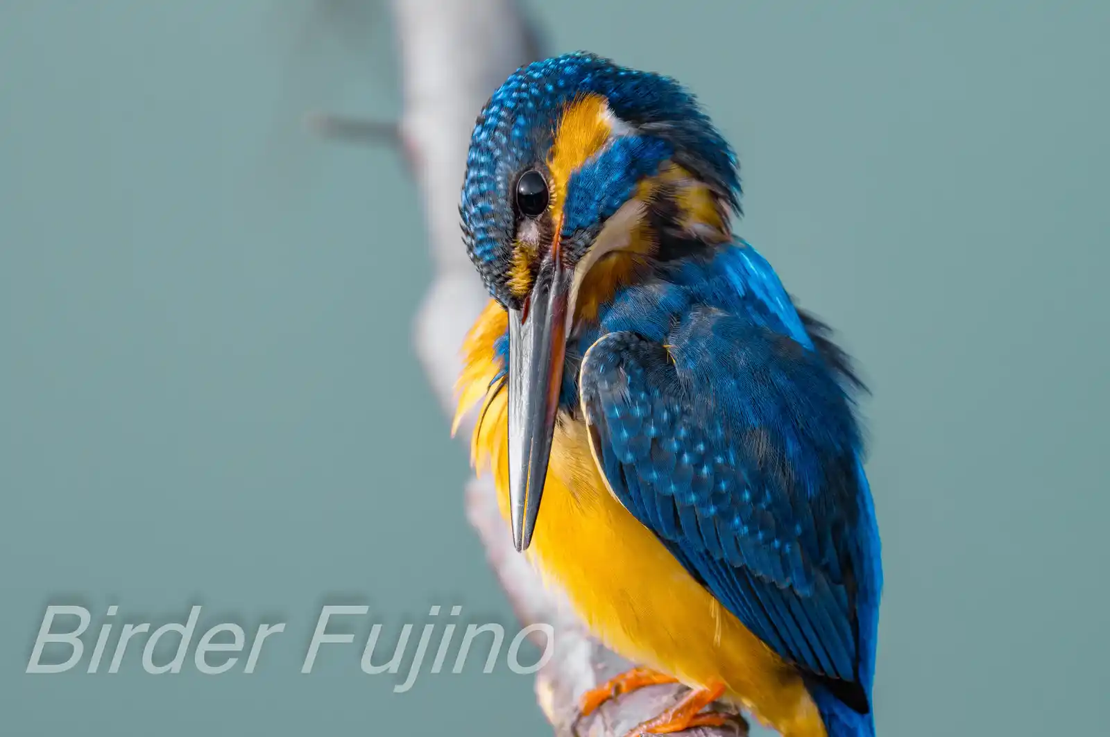 BORG90FLで撮影した野鳥・カワセミの高解像写真画像