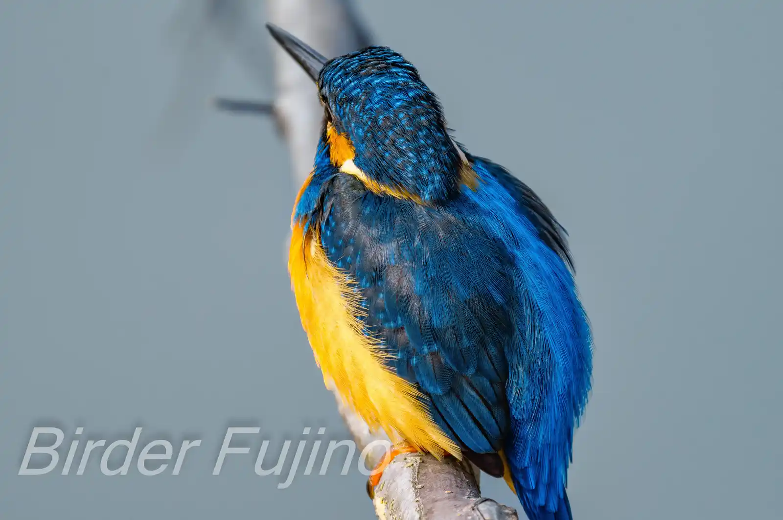 BORG90FLで撮影した野鳥・カワセミの高解像写真画像