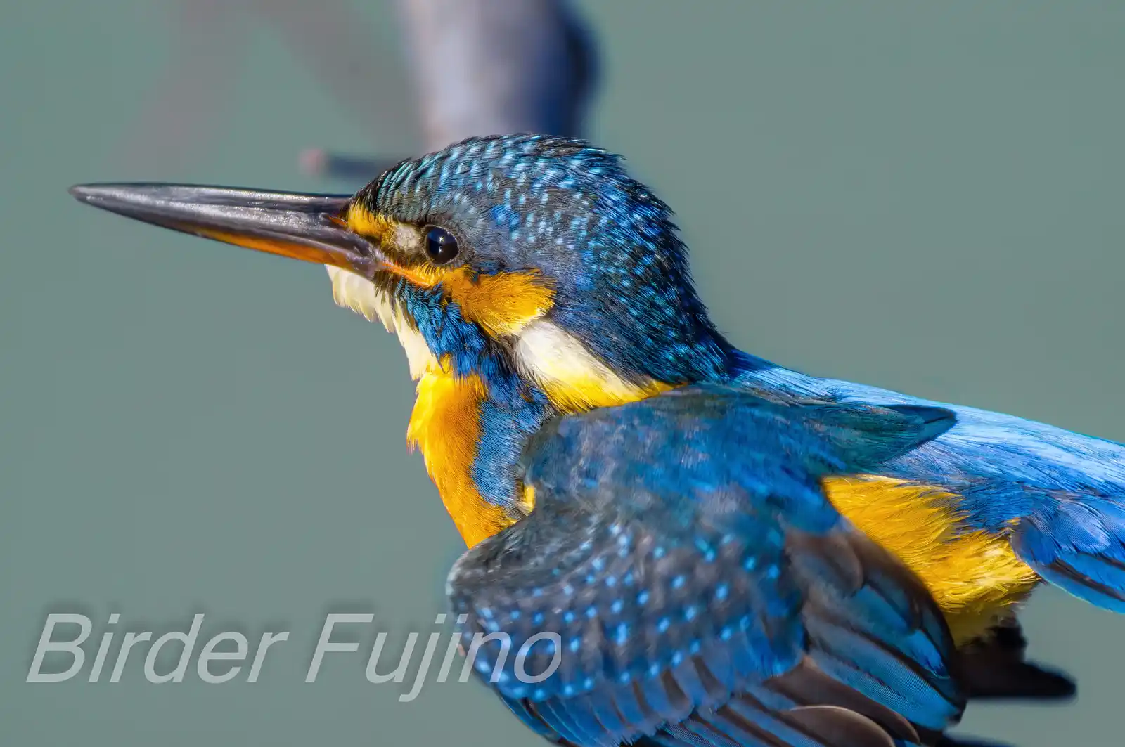 AFボーグ BORG90FLで撮影した野鳥・カワセミの高解像写真画像