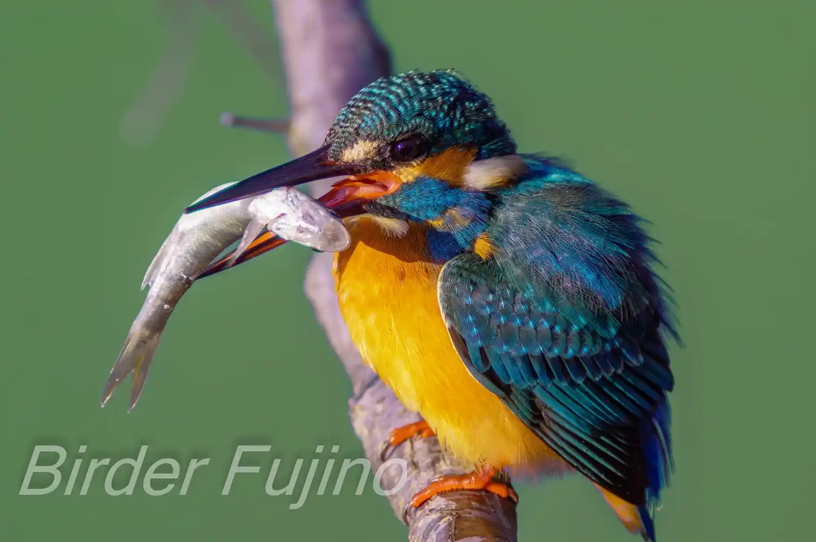 魚を銜えた野鳥・カワセミの捕食シーンの写真画像