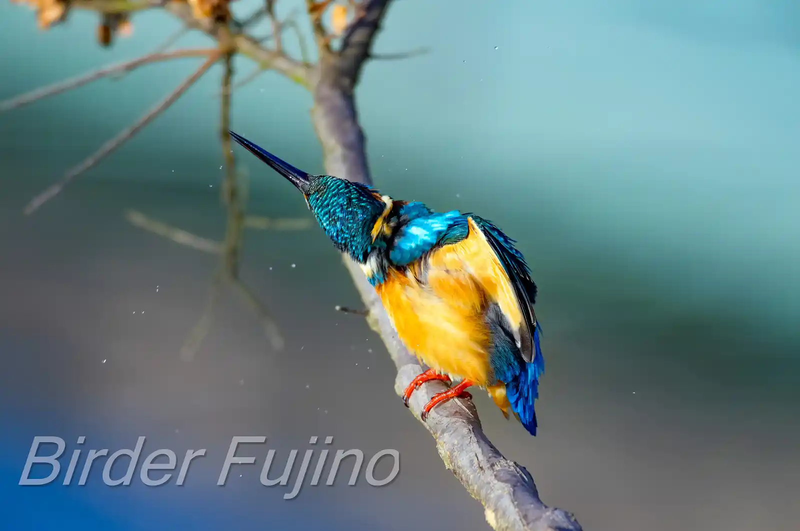 AFボーグ BORG71FLで撮影した野鳥・カワセミの写真画像
