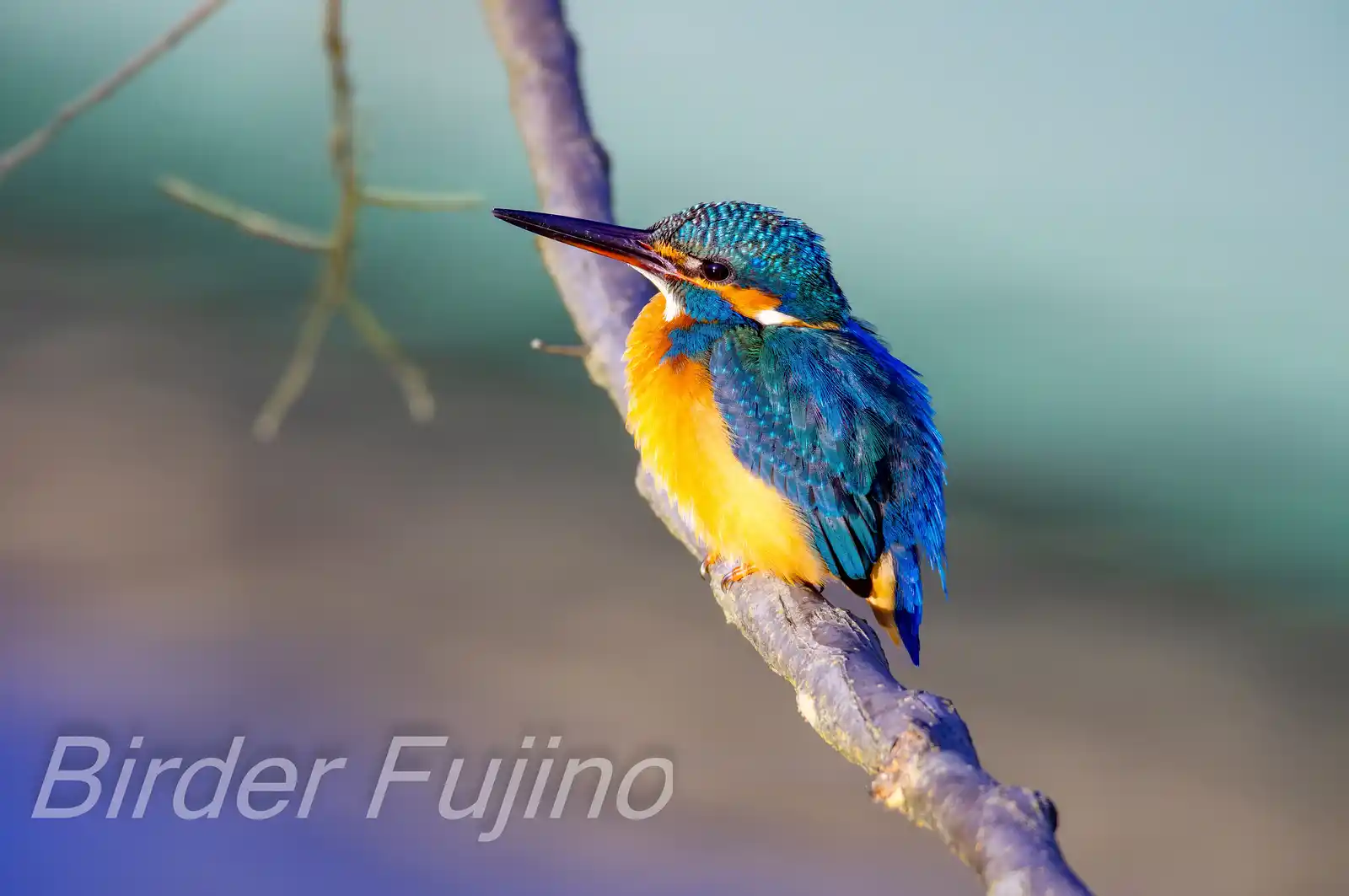 AFボーグ BORG71FLで撮影した野鳥・カワセミの写真画像